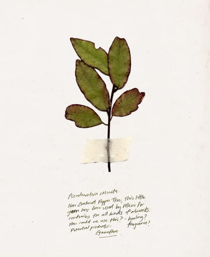 Triumph & Disaster | Dark Moon Hydrating Cream | Face Moisturizer - Night Cream for Men, 1.7 Oz